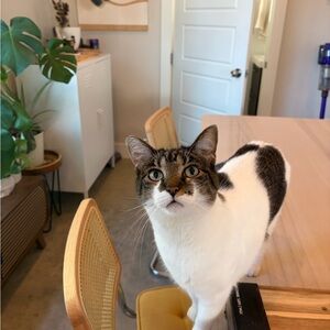 Meet your Posher, Shelby